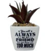 Faux Potted Succulent With Funny Friend Message -Hallmark Shop Faux Potted Succulent for Friend 281000022 01
