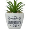 Faux Potted Succulent With Grandmother Message -Hallmark Shop Faux Potted Succulent for Grandma 281000015 01