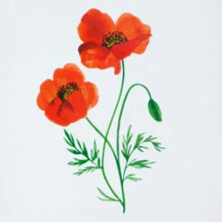 Hallmark Red And Cream Scalloped Square Picture Frame, 4x4 -Hallmark Shop Red and Cream Scallop Edge Square Picture Frame 1ART1040 03