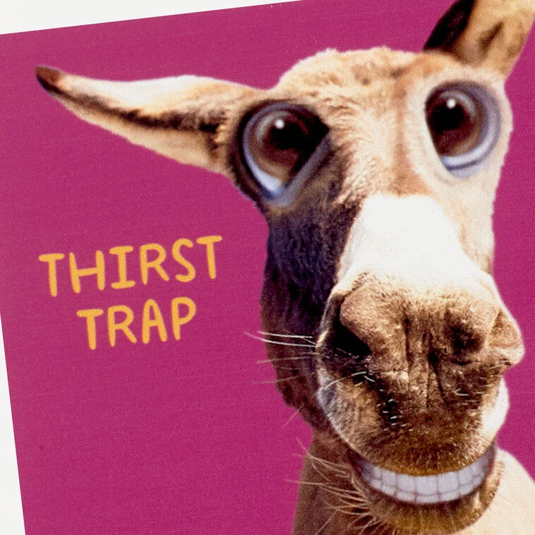 Hallmark Smiling Donkey Photo Funny Coaster 5 Hallmark Smiling Donkey Photo Funny Coaster - Image 3